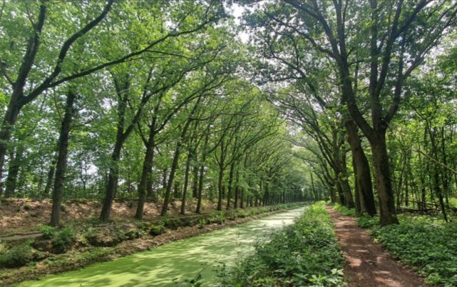Een schilderachtige laan omzoomd door hoge bomen en een rustig, met groen bedekt water, perfect voor een ontspannen wandel…